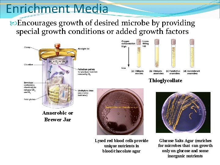 Enrichment Media Encourages growth of desired microbe by providing special growth conditions or added