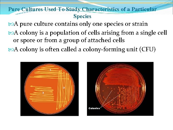 Pure Cultures Used To Study Characteristics of a Particular Species A pure culture contains