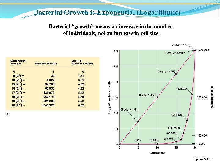 Bacterial Growth is Exponential (Logarithmic) Bacterial “growth” means an increase in the number of