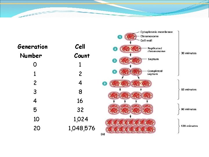 Generation Number Cell Count 0 1 1 2 2 4 3 8 4 16