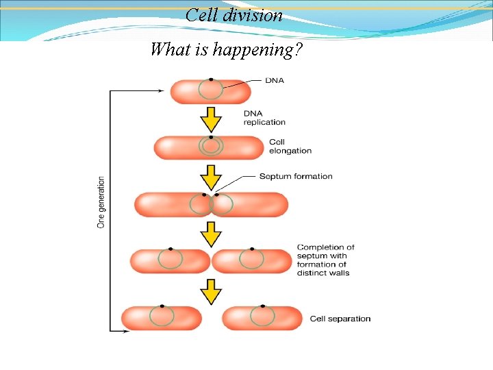 Cell division What is happening? 