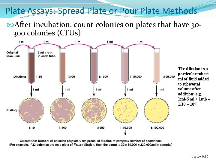 Plate Assays: Spread Plate or Pour Plate Methods After incubation, count colonies on plates