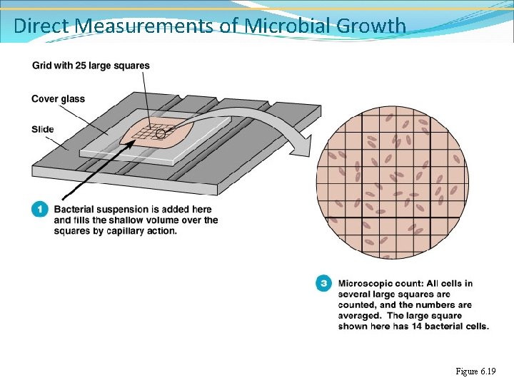 Direct Measurements of Microbial Growth Figure 6. 19 