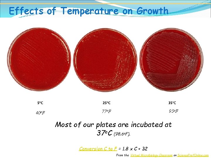 Effects of Temperature on Growth 40 o. F 95 o. F 77 o. F