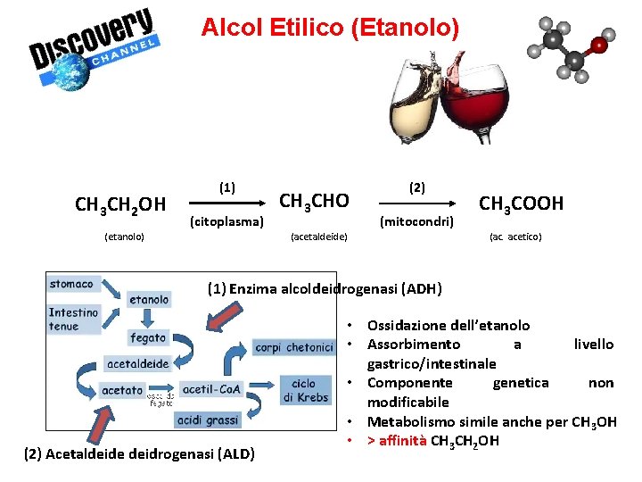 Alcol Etilico (Etanolo) CH 3 CH 2 OH (1) (citoplasma) (etanolo) CH 3 CHO