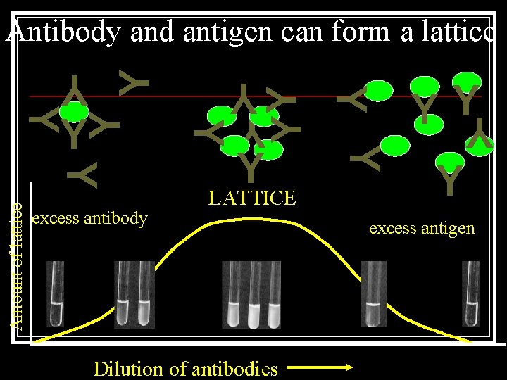 Antibody and antigen can form a lattice Y YY Y Y Amount of lattice