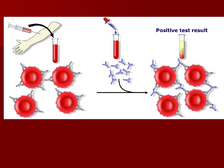 patient red cells + AHG = agglutination 