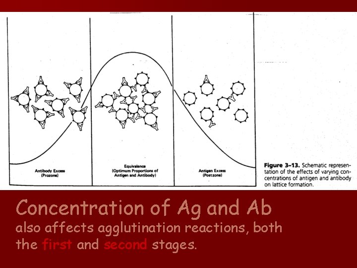 Concentration of Ag and Ab also affects agglutination reactions, both the first and second