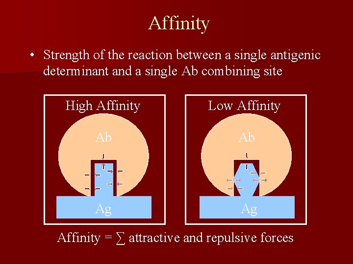 Affinity • Strength of the reaction between a single antigenic determinant and a single