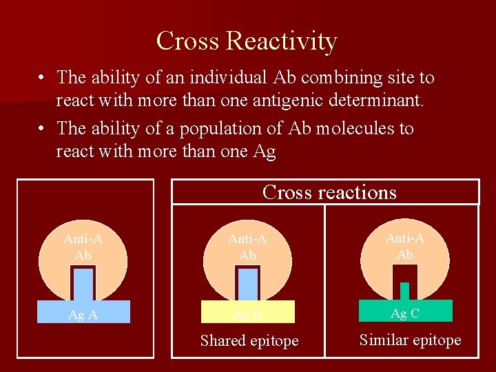 Cross Reactivity • The ability of an individual Ab combining site to react with