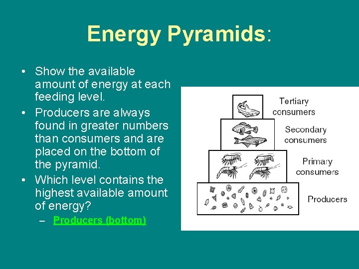 Energy Pyramids: • Show the available amount of energy at each feeding level. •