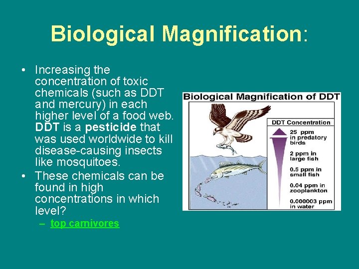 Biological Magnification: • Increasing the concentration of toxic chemicals (such as DDT and mercury)