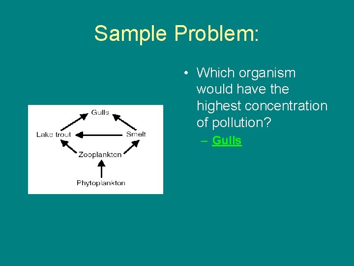 Sample Problem: • Which organism would have the highest concentration of pollution? – Gulls