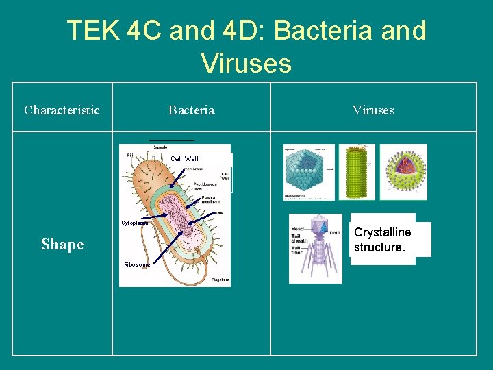 TEK 4 C and 4 D: Bacteria and Viruses Characteristic Bacteria Viruses Cell Wall