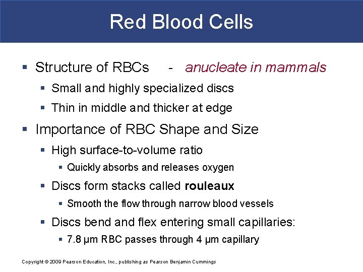 Red Blood Cells § Structure of RBCs - anucleate in mammals § Small and