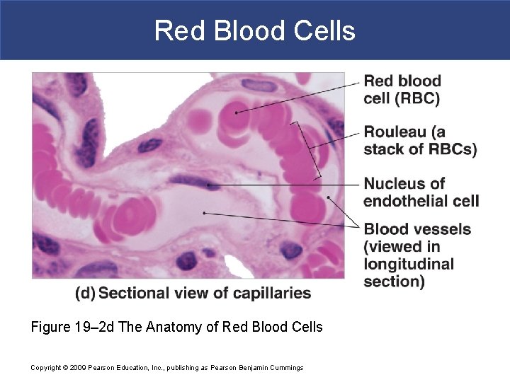 Red Blood Cells Figure 19– 2 d The Anatomy of Red Blood Cells Copyright