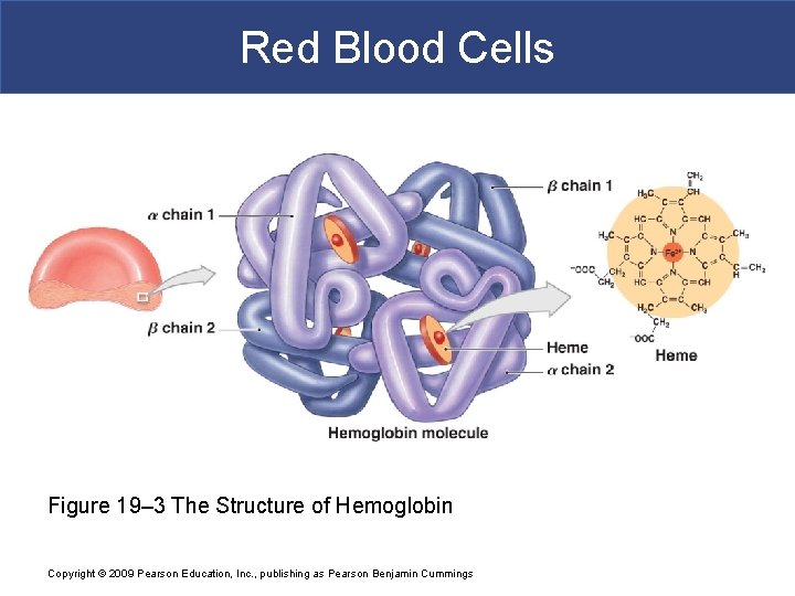 Red Blood Cells Figure 19– 3 The Structure of Hemoglobin Copyright © 2009 Pearson