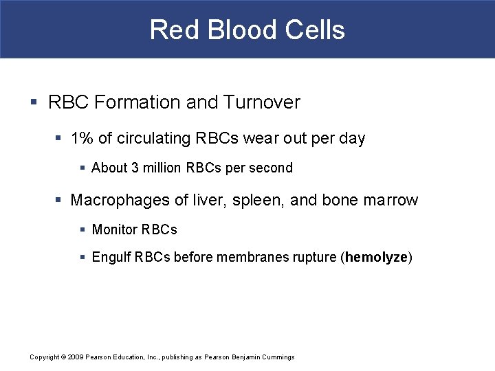 Red Blood Cells § RBC Formation and Turnover § 1% of circulating RBCs wear