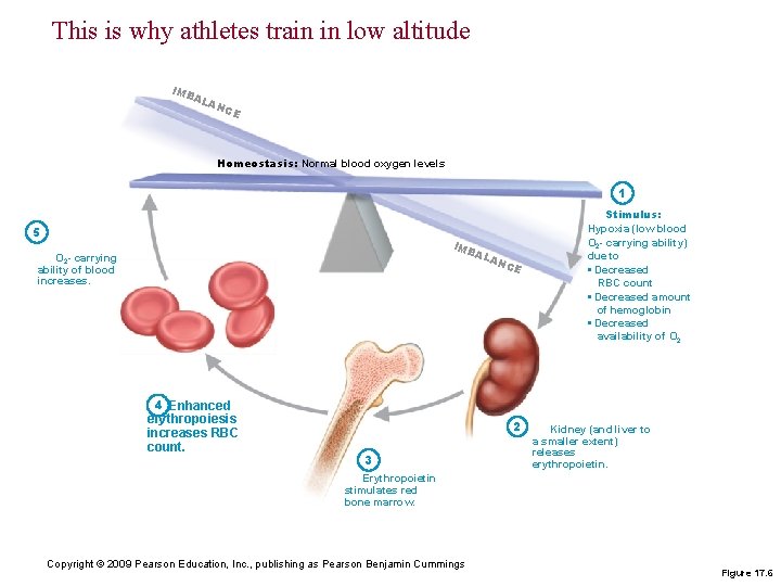 This is why athletes train in low altitude IMB AL AN C E Homeostasis: