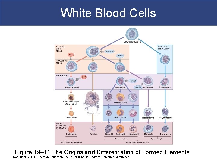 White Blood Cells Figure 19– 11 The Origins and Differentiation of Formed Elements Copyright