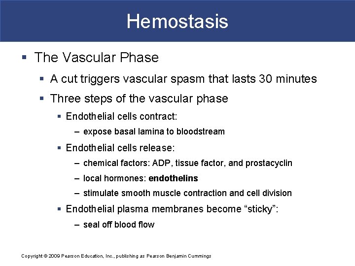 Hemostasis § The Vascular Phase § A cut triggers vascular spasm that lasts 30