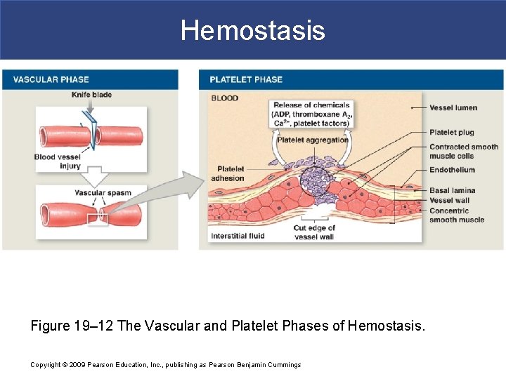 Hemostasis Figure 19– 12 The Vascular and Platelet Phases of Hemostasis. Copyright © 2009