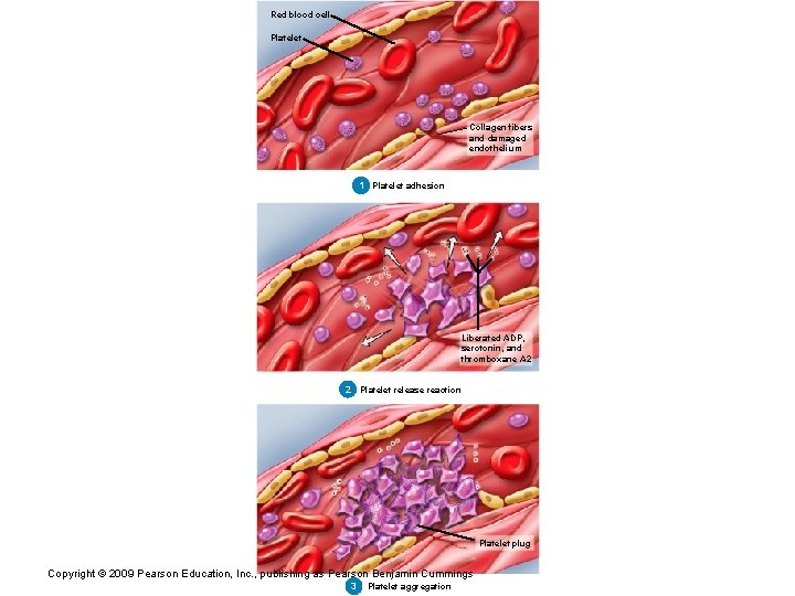 Red blood cell Platelet Collagen fibers and damaged endothelium 11 Platelet adhesion Liberated ADP,