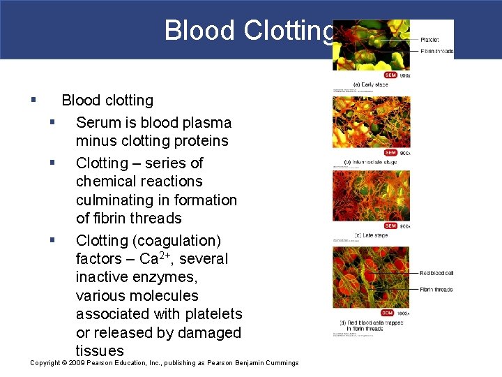 Blood Clotting § Blood clotting § Serum is blood plasma minus clotting proteins §