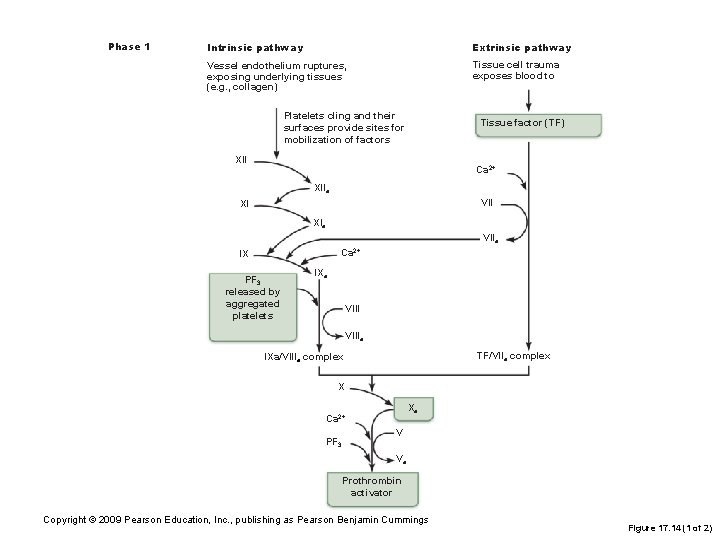 Phase 1 Intrinsic pathway Extrinsic pathway Vessel endothelium ruptures, exposing underlying tissues (e. g.