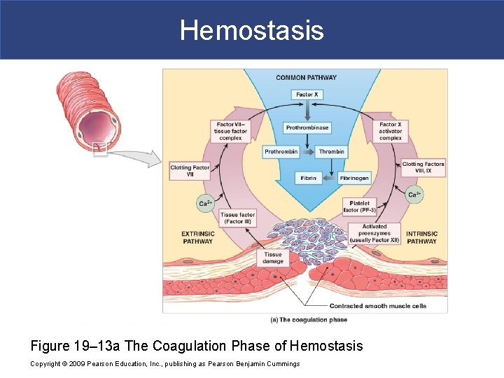 Hemostasis Figure 19– 13 a The Coagulation Phase of Hemostasis Copyright © 2009 Pearson