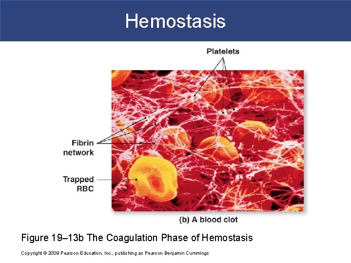 Hemostasis Figure 19– 13 b The Coagulation Phase of Hemostasis Copyright © 2009 Pearson