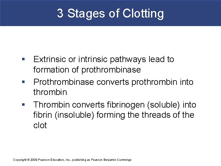 3 Stages of Clotting § Extrinsic or intrinsic pathways lead to formation of prothrombinase