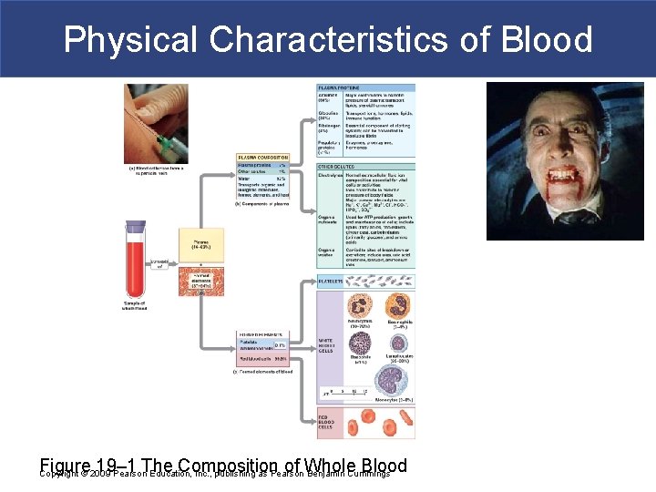 Physical Characteristics of Blood Figure 19– 1 The Composition of Whole Blood Copyright ©