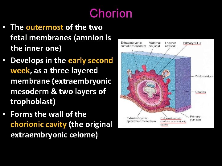 Chorion • The outermost of the two fetal membranes (amnion is the inner one)