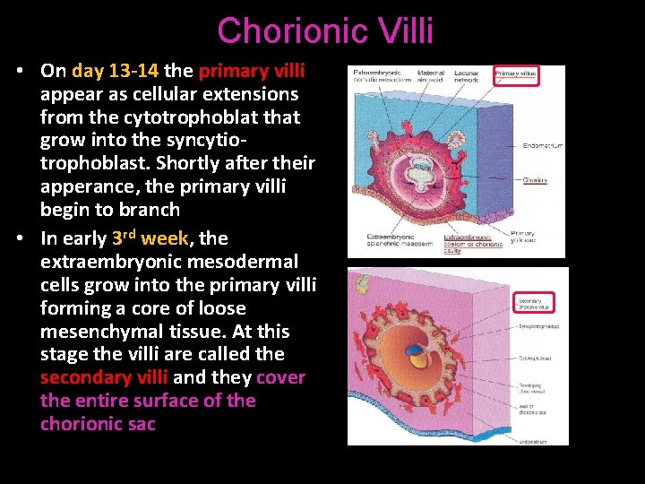 Chorionic Villi • On day 13 -14 the primary villi appear as cellular extensions