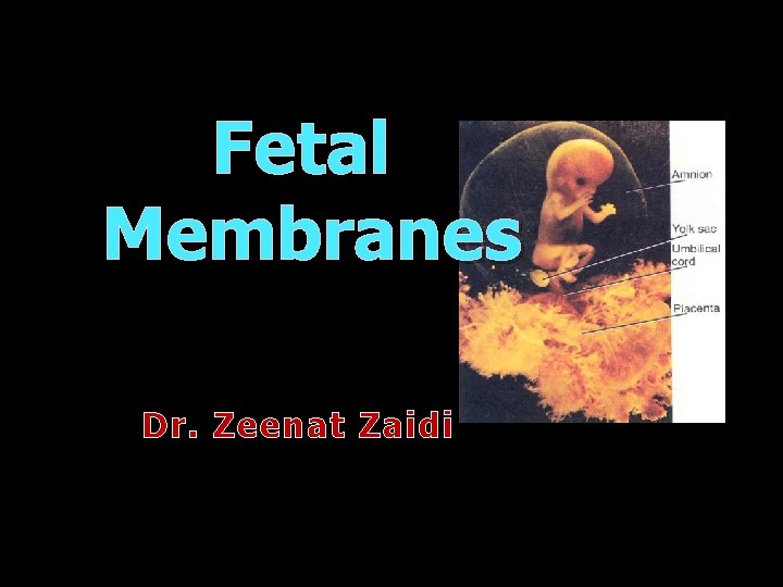 Fetal Membranes Dr. Zeenat Zaidi 
