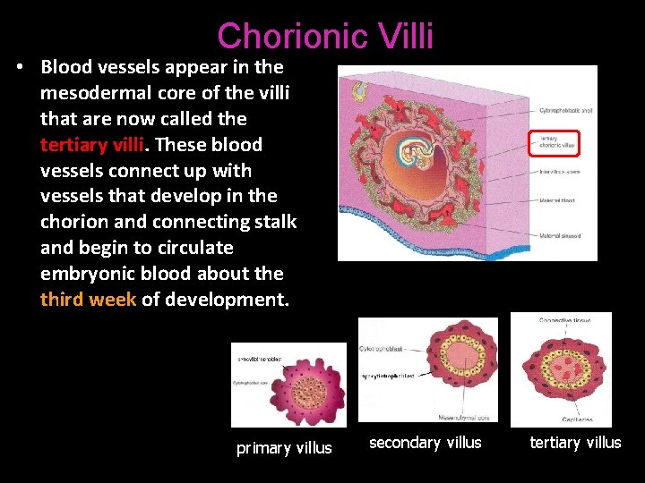 Chorionic Villi • Blood vessels appear in the mesodermal core of the villi that