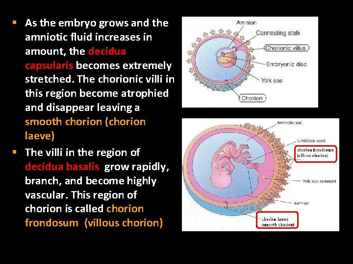 § As the embryo grows and the amniotic fluid increases in amount, the decidua