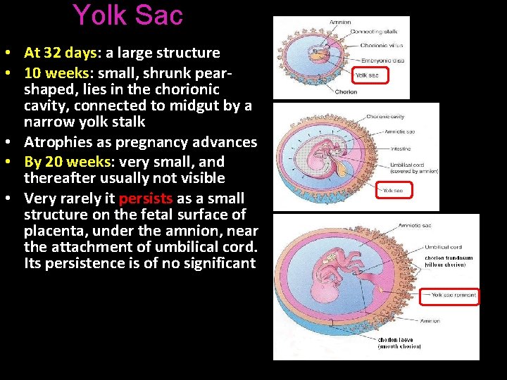 Yolk Sac • At 32 days: a large structure • 10 weeks: small, shrunk