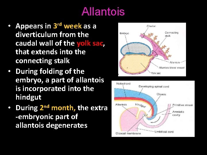 Allantois • Appears in 3 rd week as a diverticulum from the caudal wall