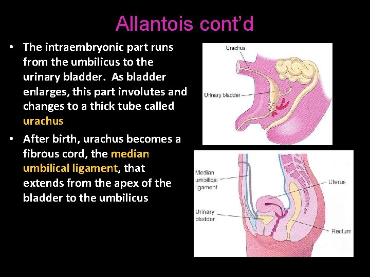 Allantois cont’d • The intraembryonic part runs from the umbilicus to the urinary bladder.