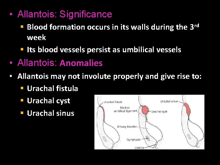  • Allantois: Significance § Blood formation occurs in its walls during the 3