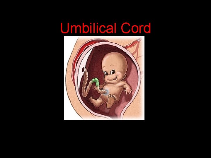 Umbilical Cord 