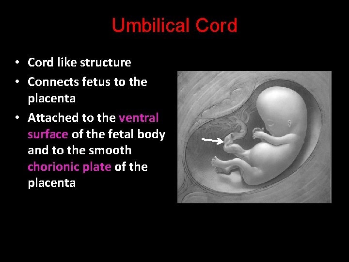 Umbilical Cord • Cord like structure • Connects fetus to the placenta • Attached