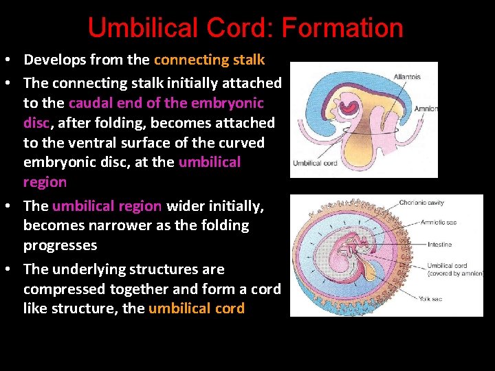 Umbilical Cord: Formation • Develops from the connecting stalk • The connecting stalk initially