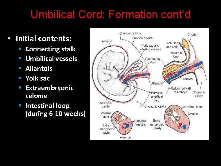 Umbilical Cord: Formation cont’d • Initial contents: Connecting stalk Umbilical vessels Allantois Yolk sac