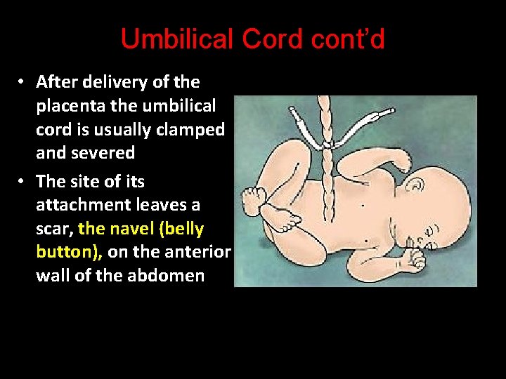 Umbilical Cord cont’d • After delivery of the placenta the umbilical cord is usually