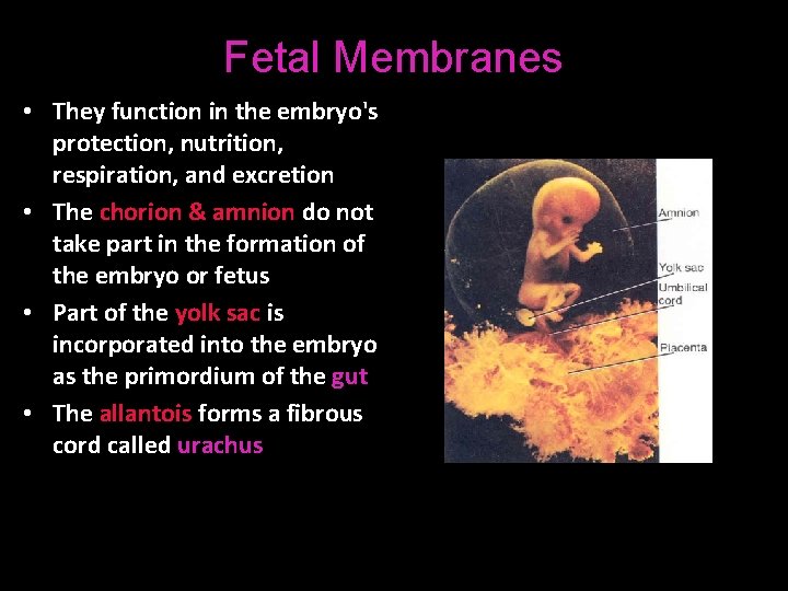 Fetal Membranes • They function in the embryo's protection, nutrition, respiration, and excretion •