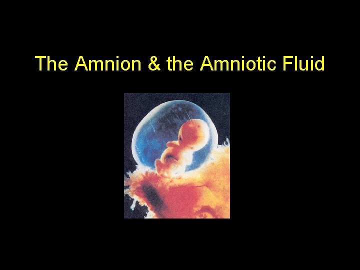 The Amnion & the Amniotic Fluid 