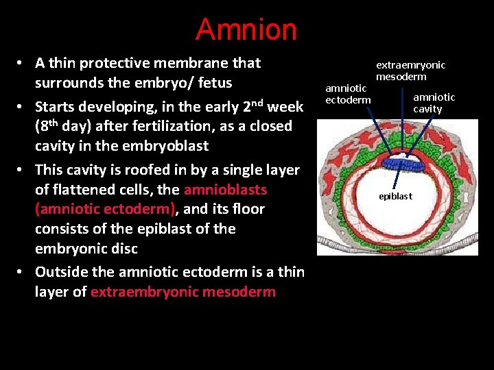 Amnion • A thin protective membrane that surrounds the embryo/ fetus • Starts developing,